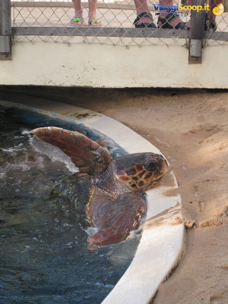 Caretta Caretta