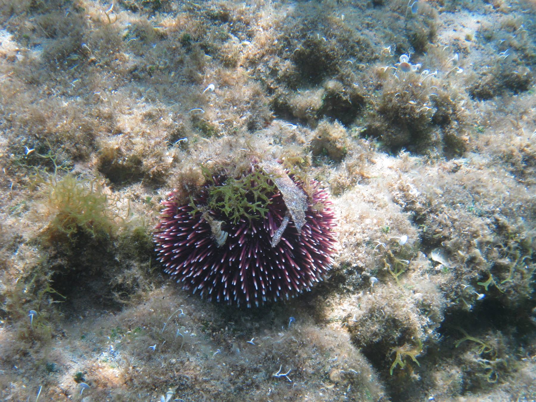 in fondo al mar..