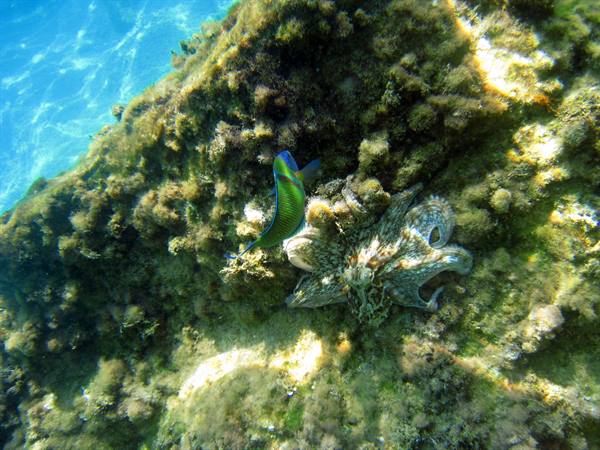 il polipo e il pesce...