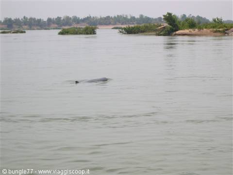 14 - Mekong - Delfini