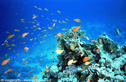 Snorkeling a Hurghada