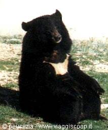 orso sorridente in posa