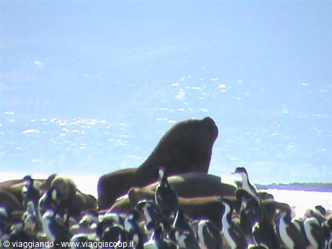 leoni marini e cormorani