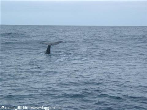 Whale safari