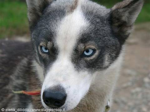huskyes