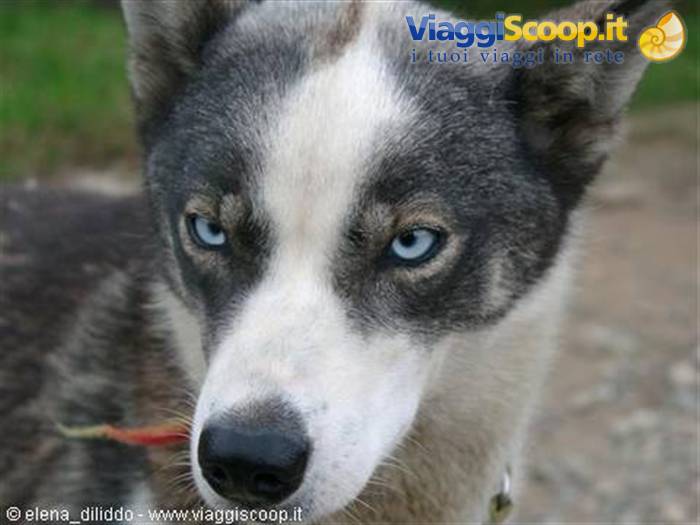 huskyes