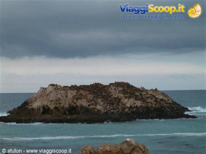 California - L'Isola dei leoni marini lungo la A1