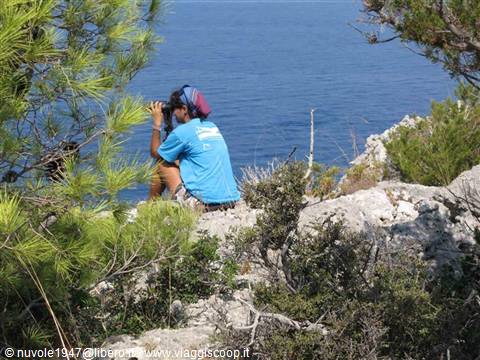 ricerca delfini monitoraggio da terra