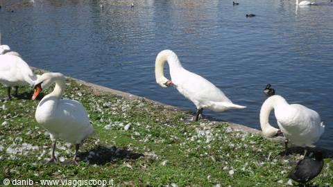 cigni reali a Nymphenburg