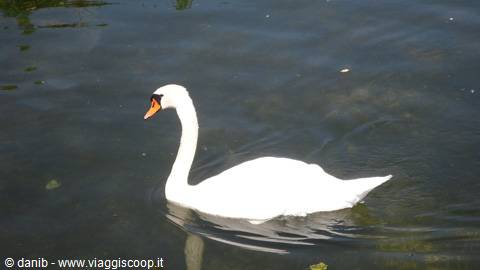 cigno reale