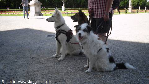 cane Julio a Nymphenburg