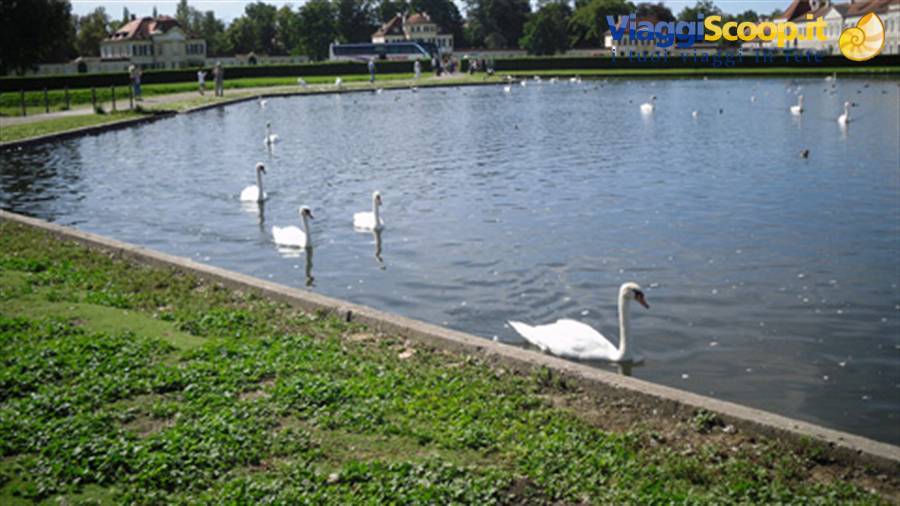 cigni reali a Nymphenburg