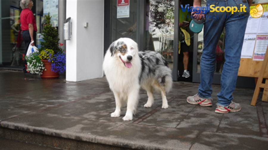 cane ad Ortisei