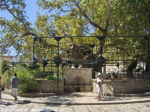 il celebre Albero di Ippocrate