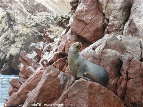 Isole Ballestas