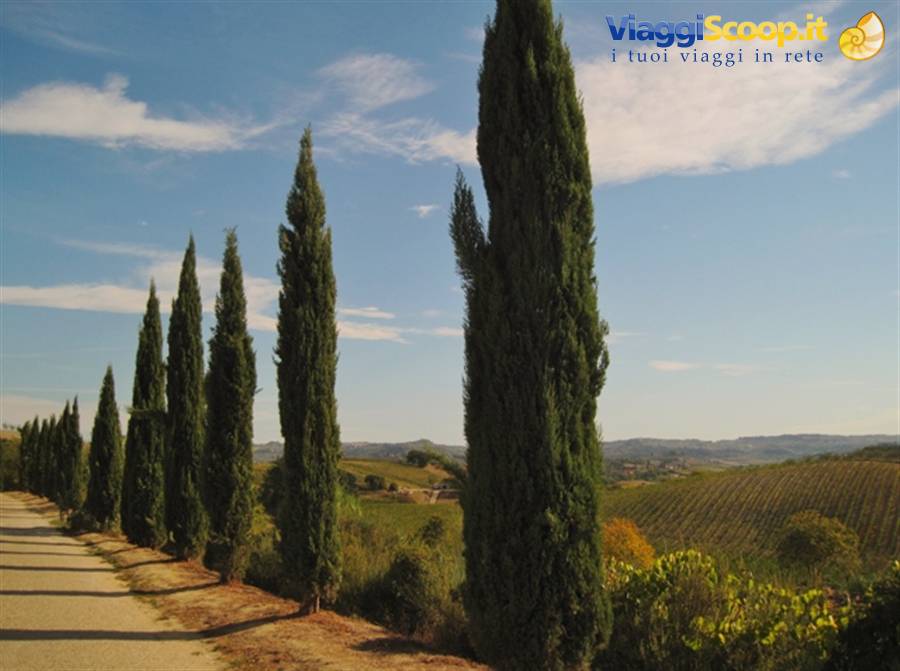 Castelli e borghi medievali in Toscana, i cipressi all'entrata di Certaldo Alto (FI)