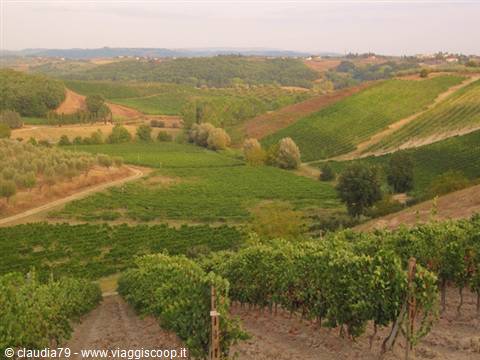 Campagna toscana, le viti di Chianti a Certaldo Alto (FI) Settembre in Toscana
