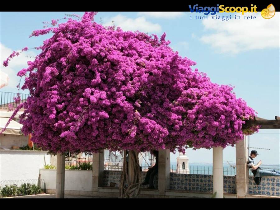 Lisbona miradouro Santa Luzia