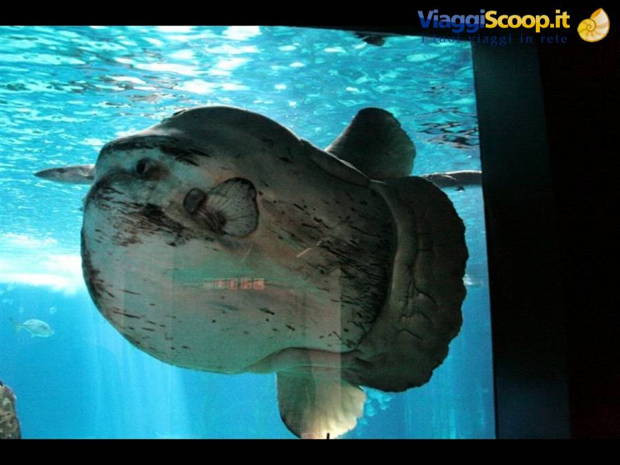 Lisbona oceanario