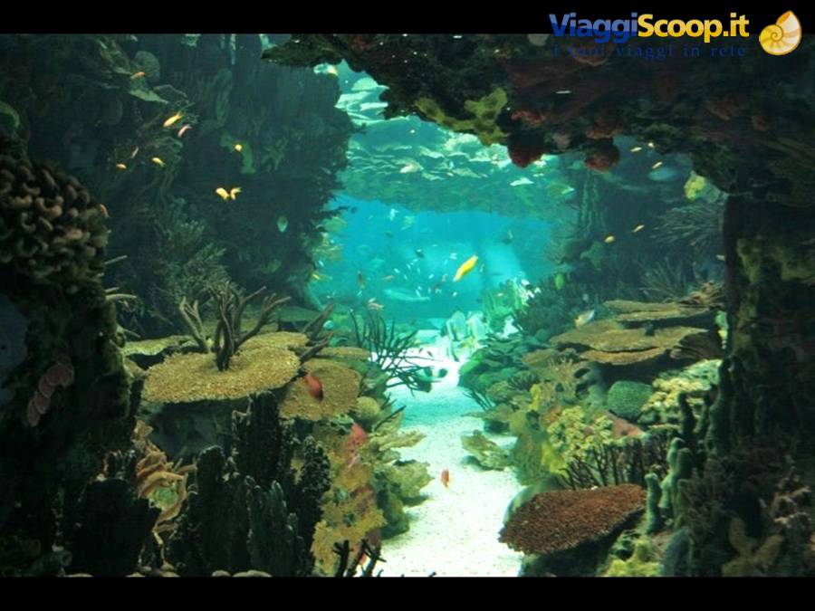Lisbona oceanario