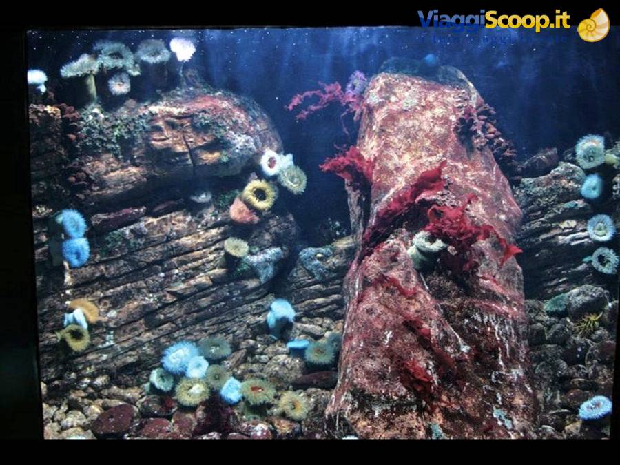 Lisbona oceanario