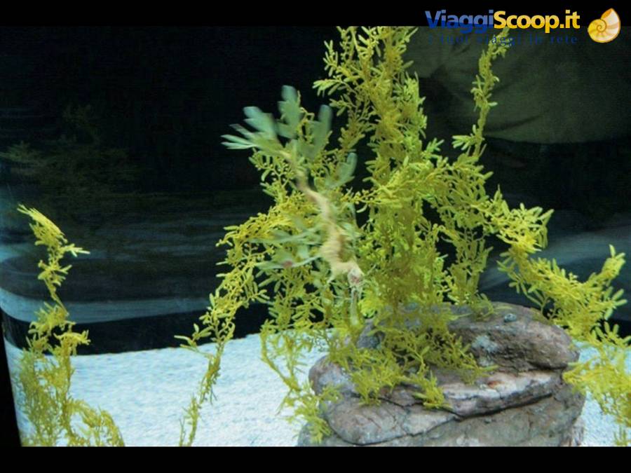 Lisbona oceanario