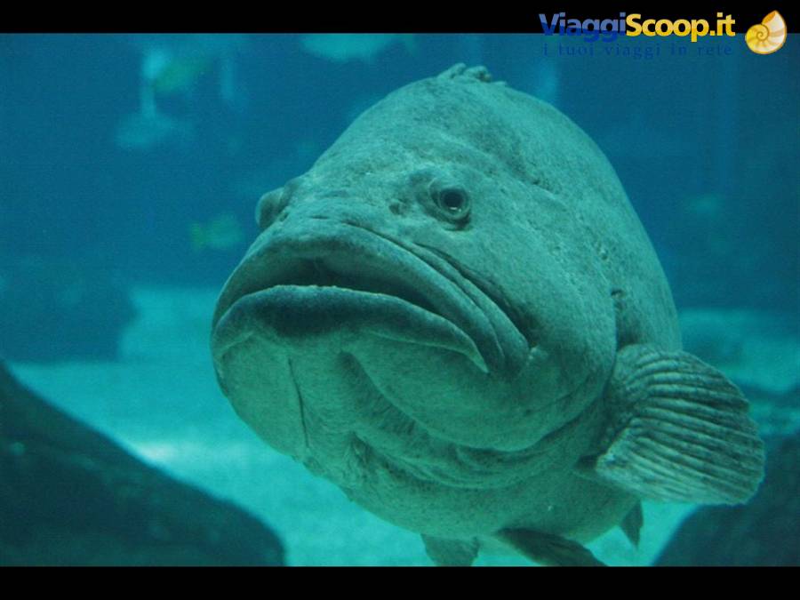 Lisbona oceanario