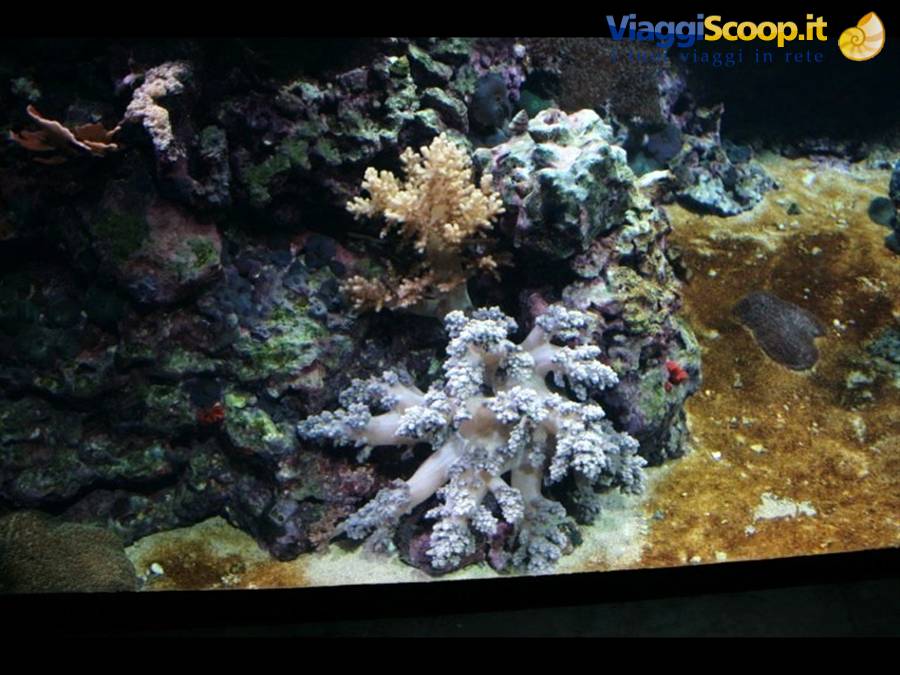Lisbona oceanario