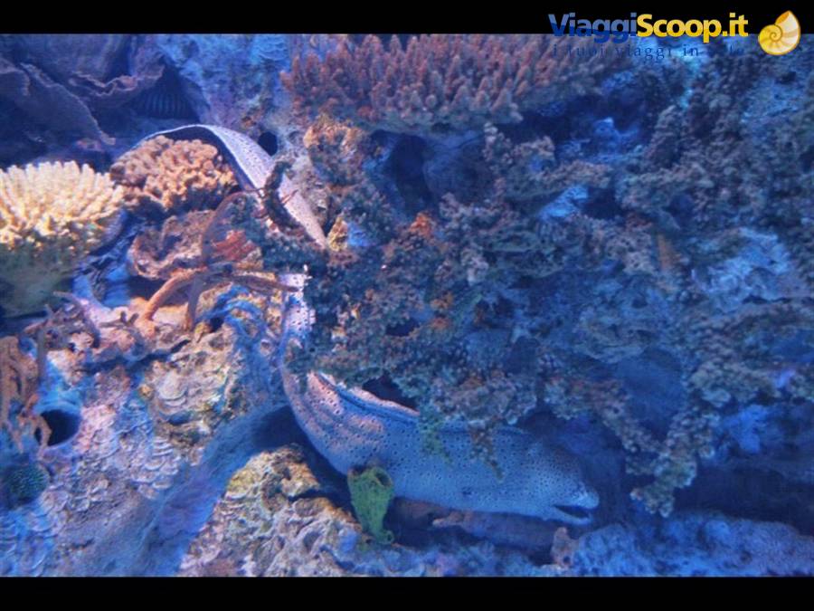 Lisbona oceanario
