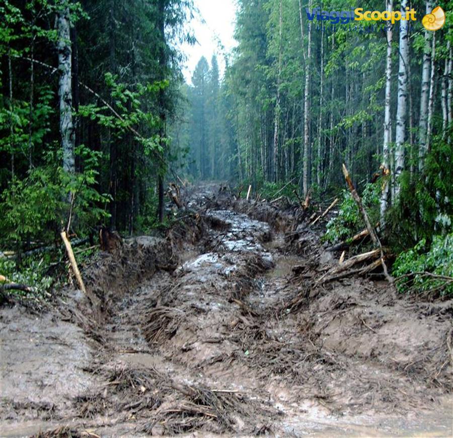 una terribile pista di boscaioli