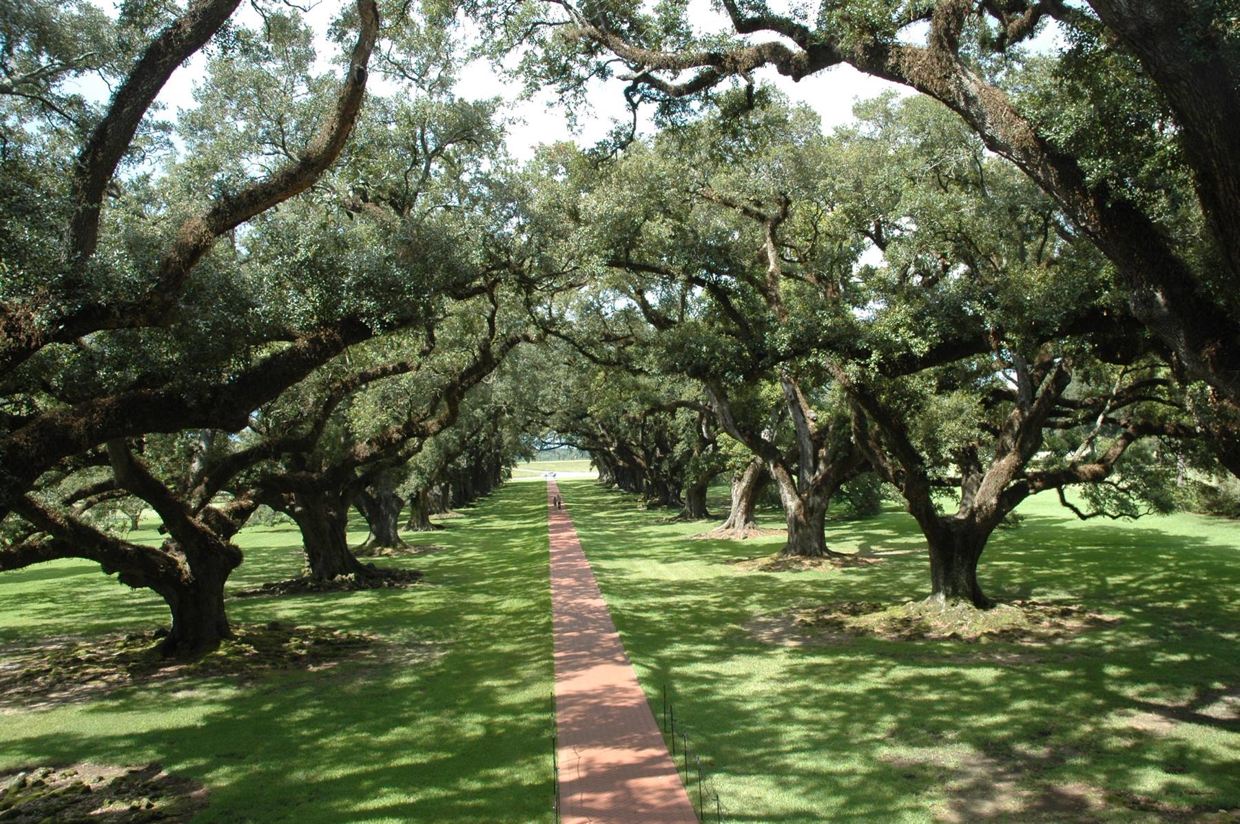 VIALE DI QUERCIE AMERICANE IN UNA PIANTAGIONE 