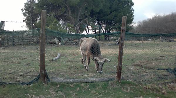 Paesaggio lunatico a Manziana