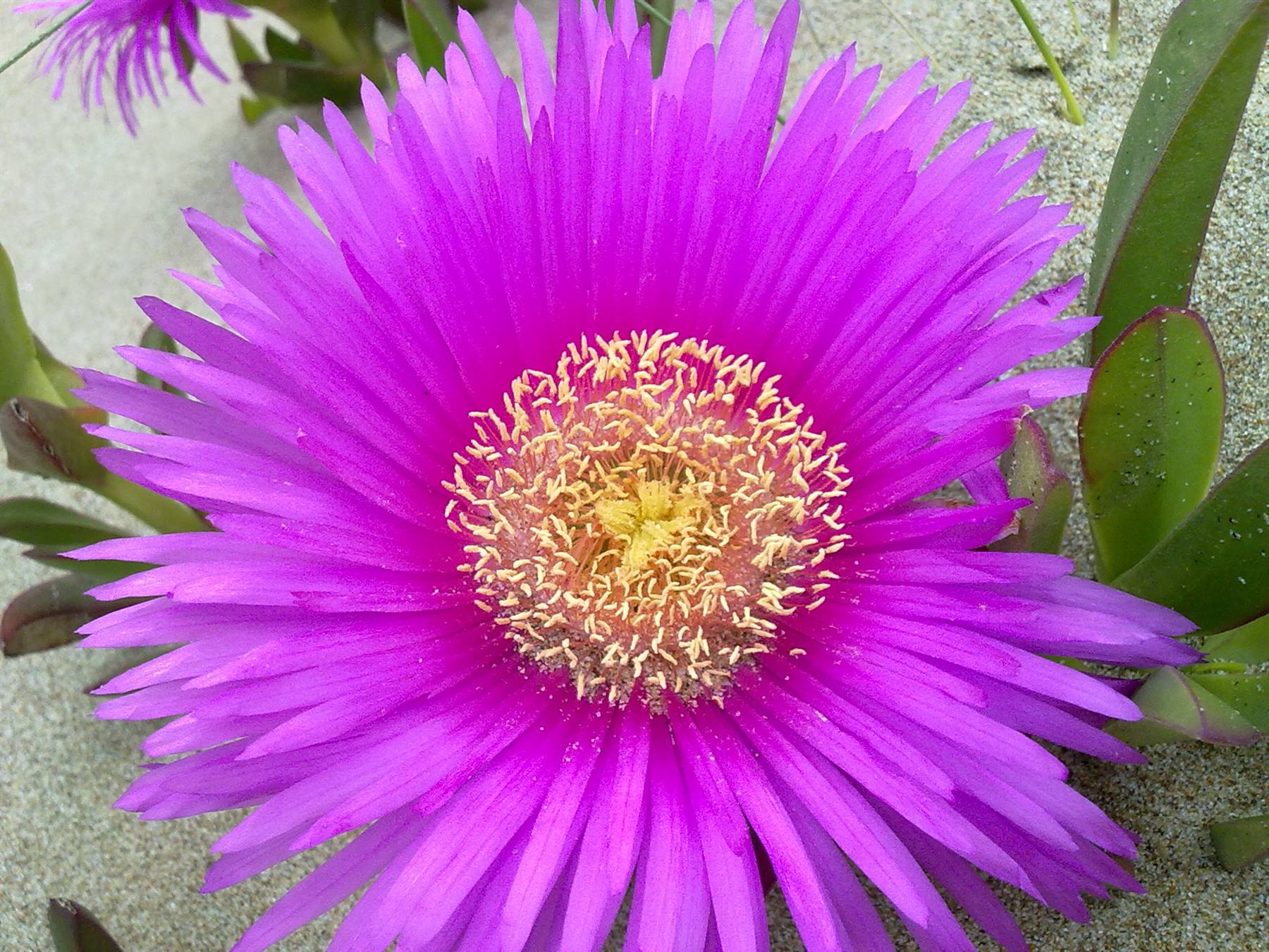 Fiore spiaggia di Torre Paola - San Felice Circeo