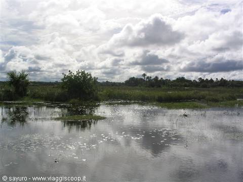 Delta Parnaiba