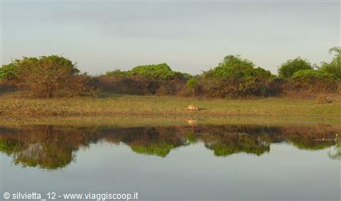 Kangaroo nel Kakadu!