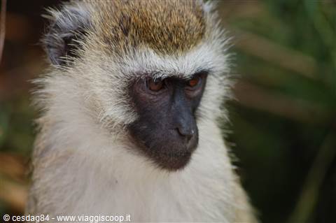 Monkey - Amboseli