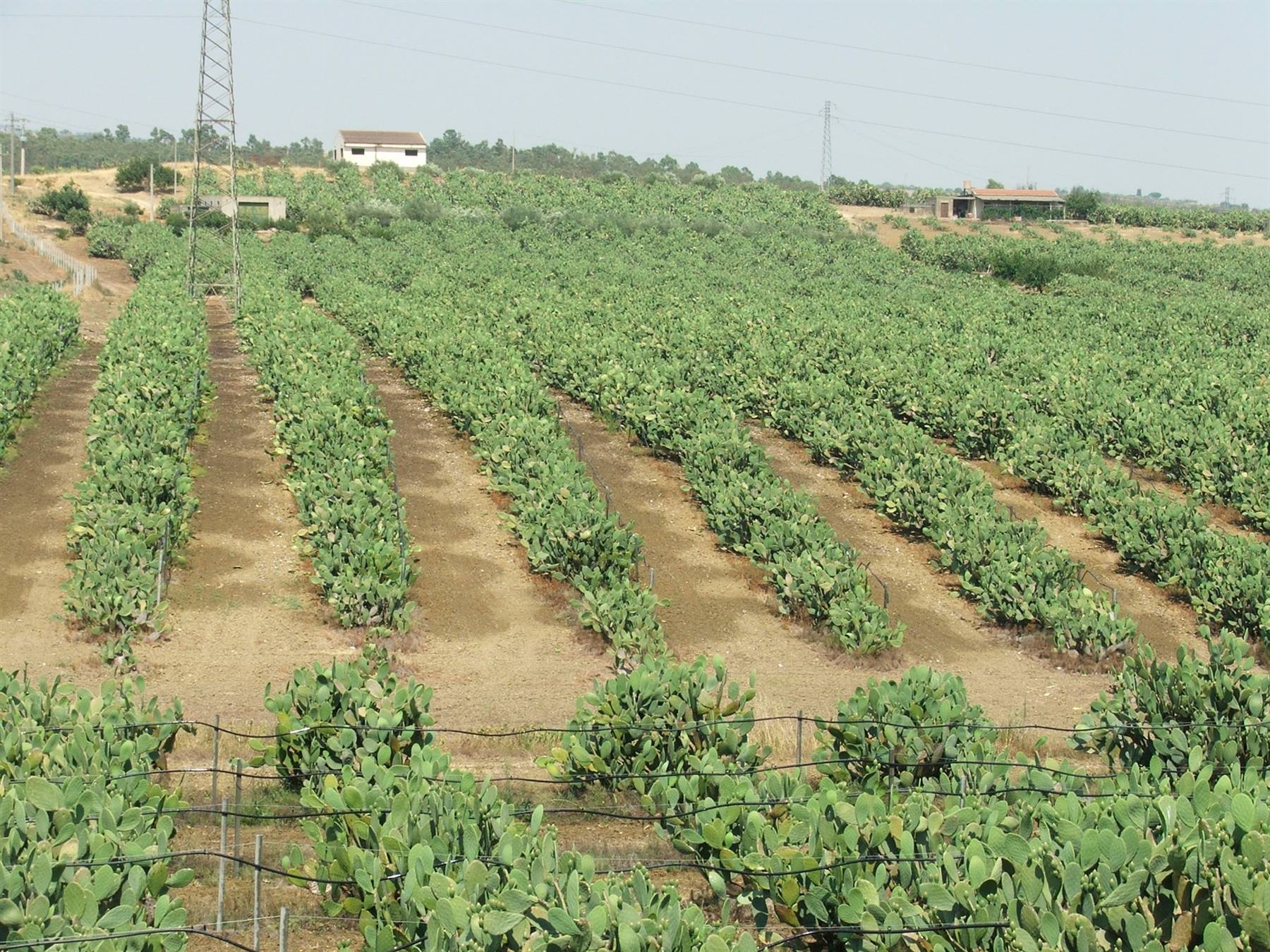 Filari di fichi d'india ?