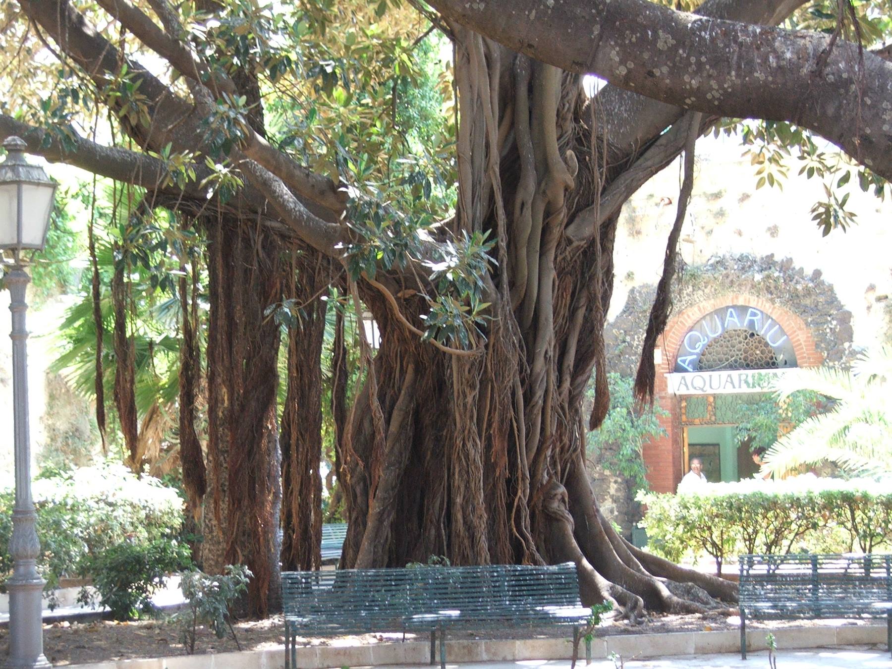 Ficus magnoloide