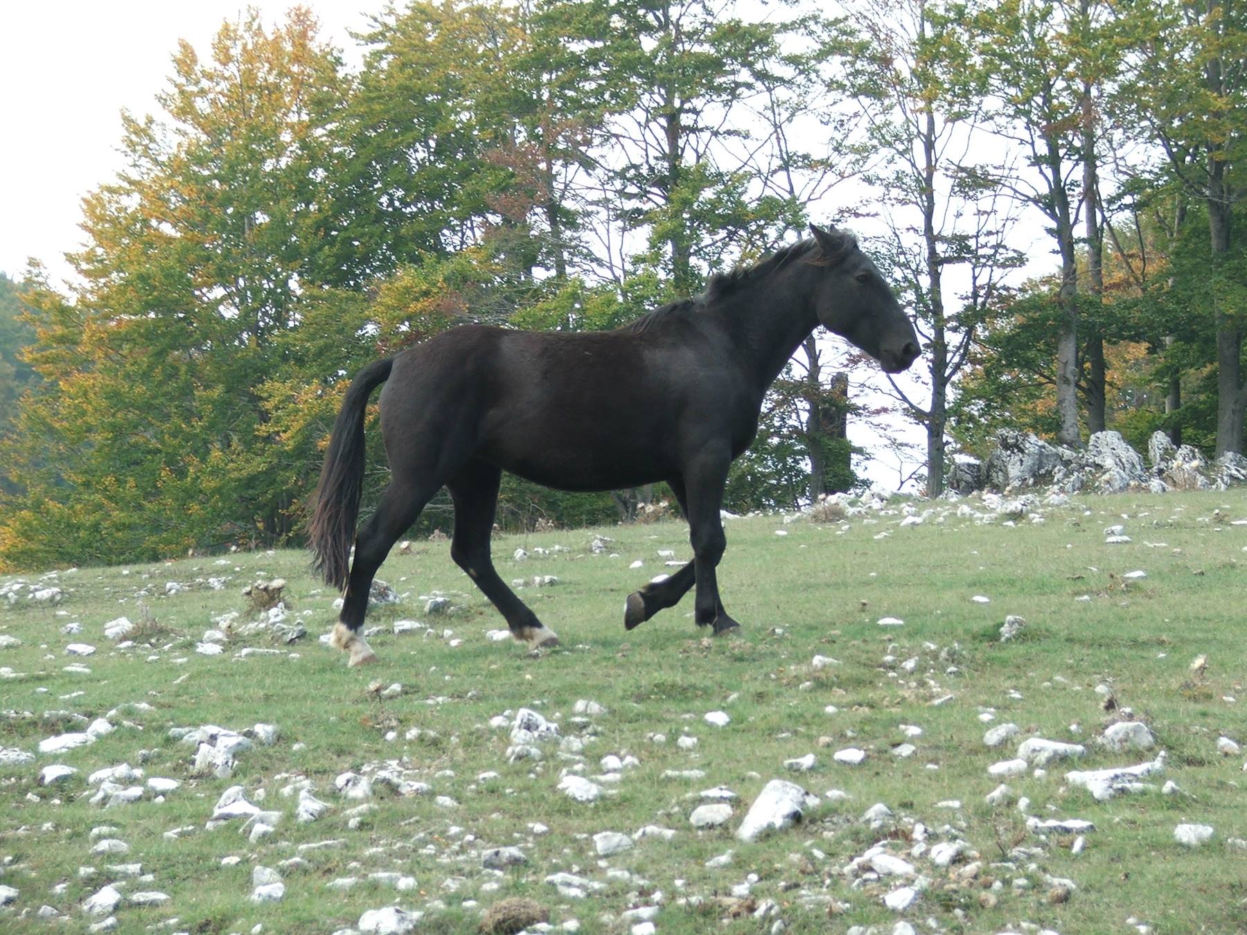 Monte Livata,cavalli in libertà