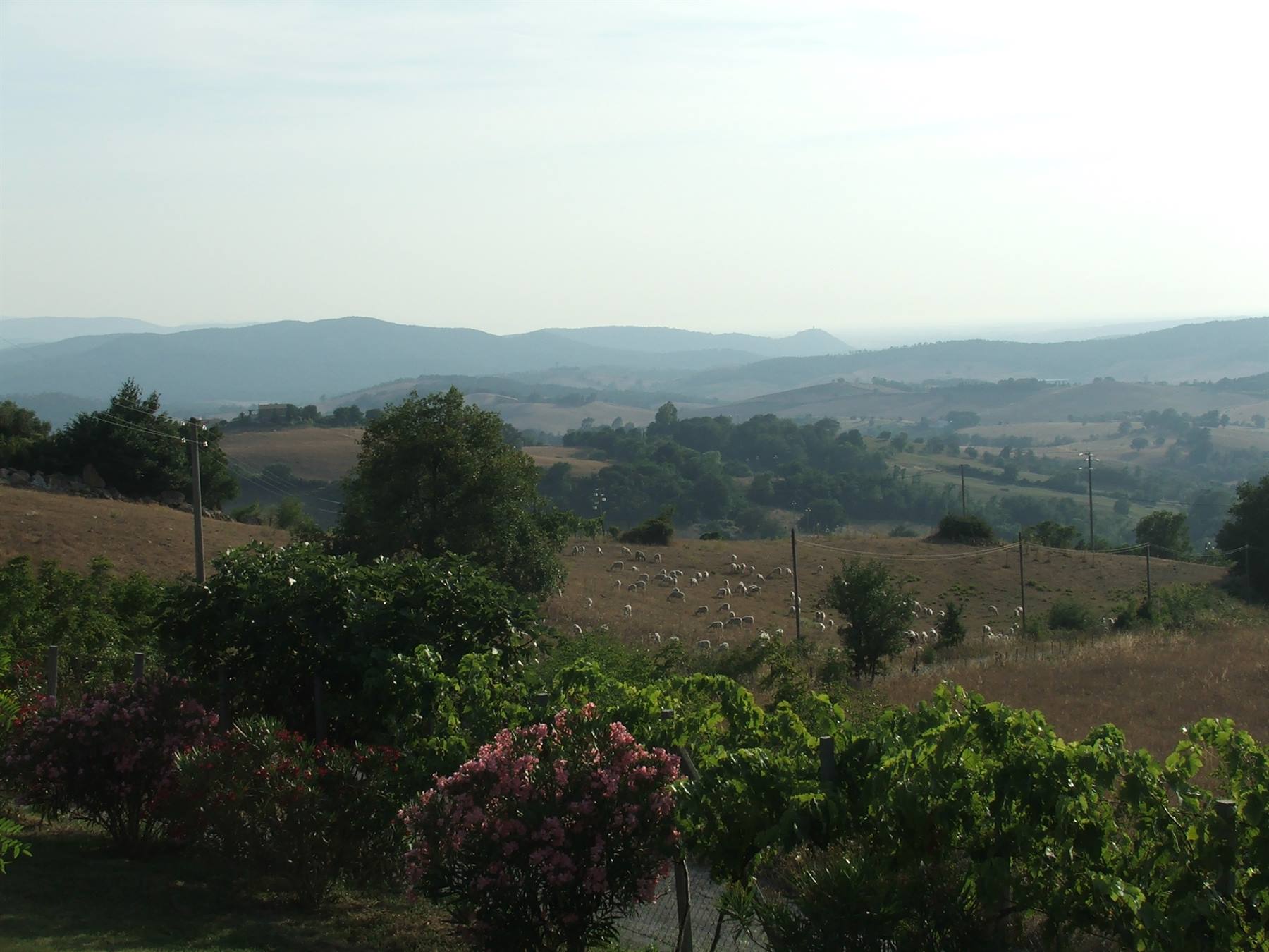 dolci colline toscane