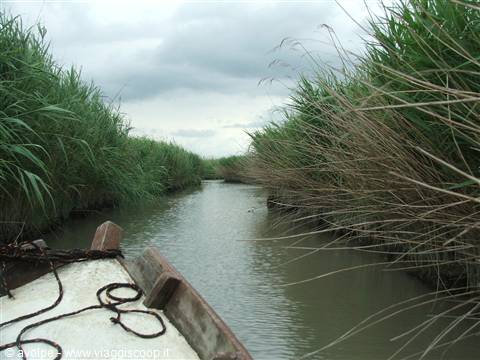 Sacca di Goro,Parco del Delta