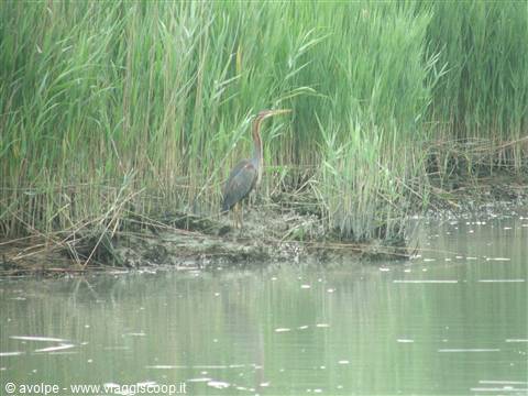 Parco del Delta,raro esemplare di airone rosso
