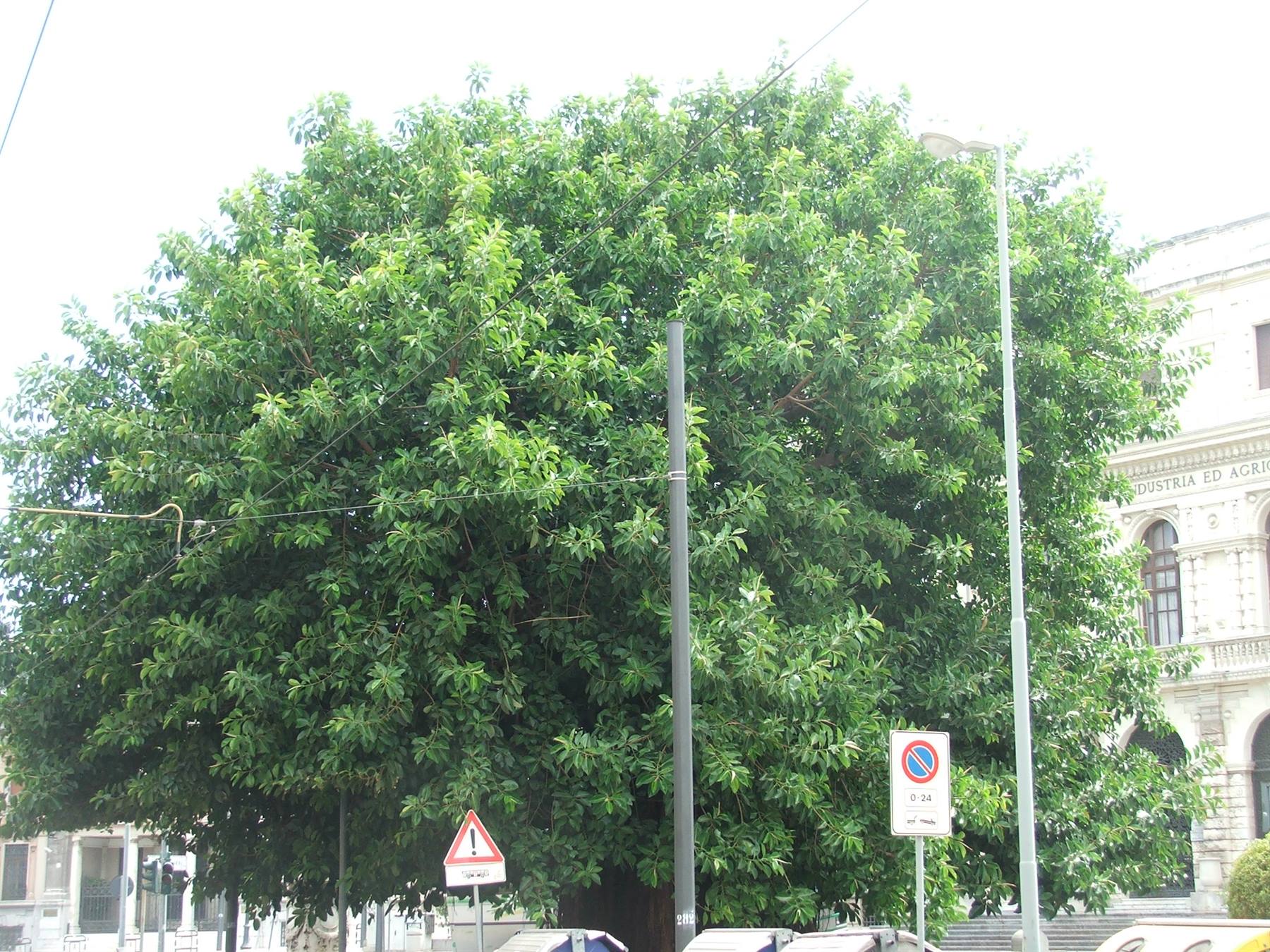 ...ficus magnoloides
