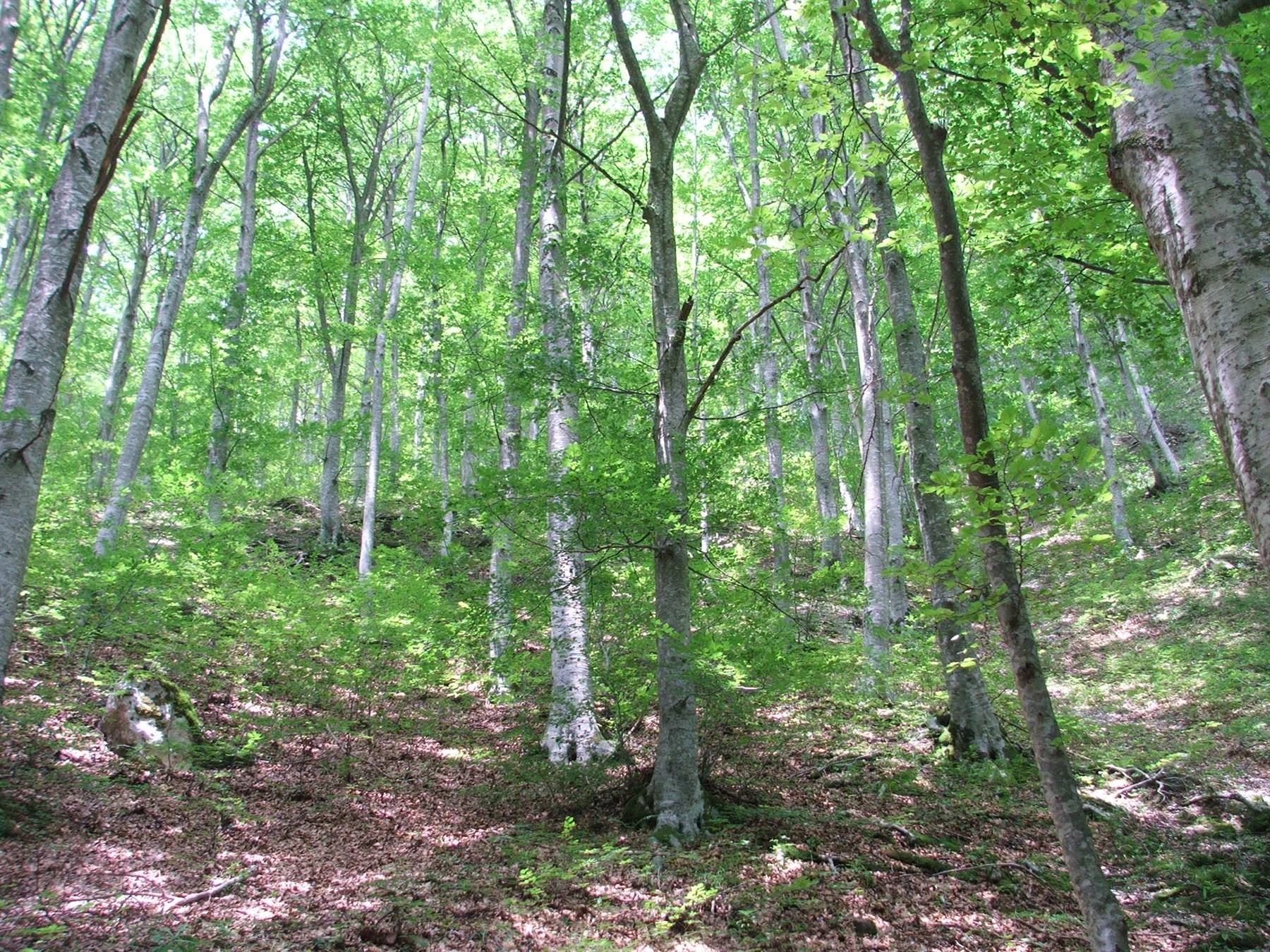 Faggeta di San Leonardo