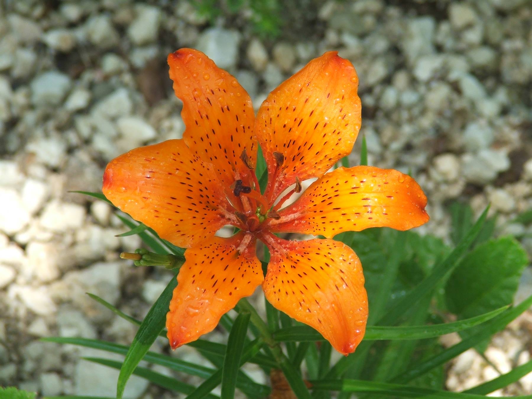 biodiversità