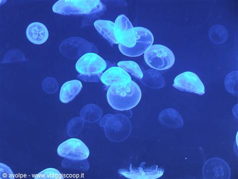 Oceanografìc, meduse