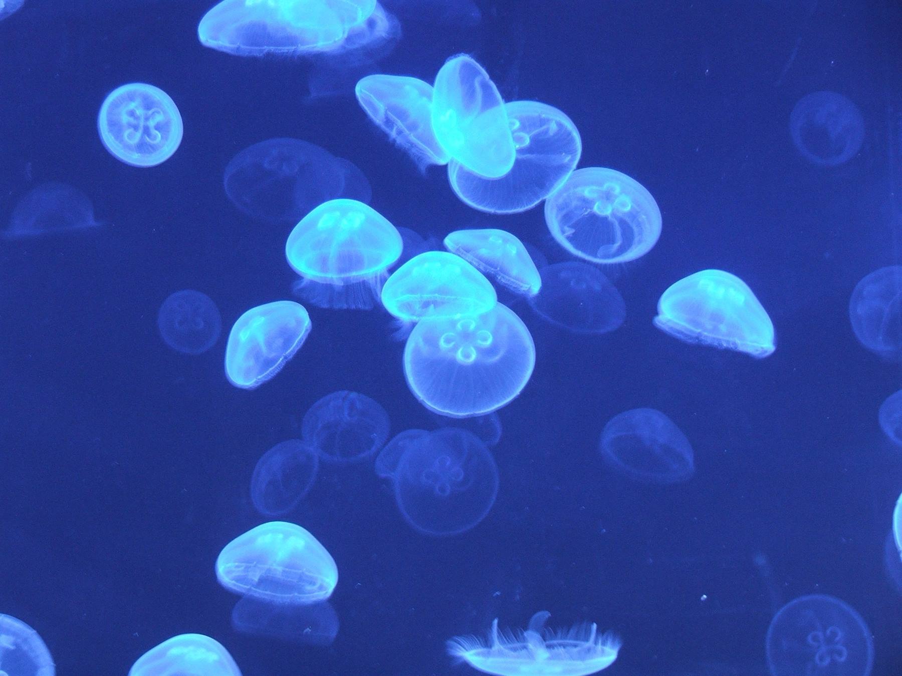 Oceanografìc, meduse