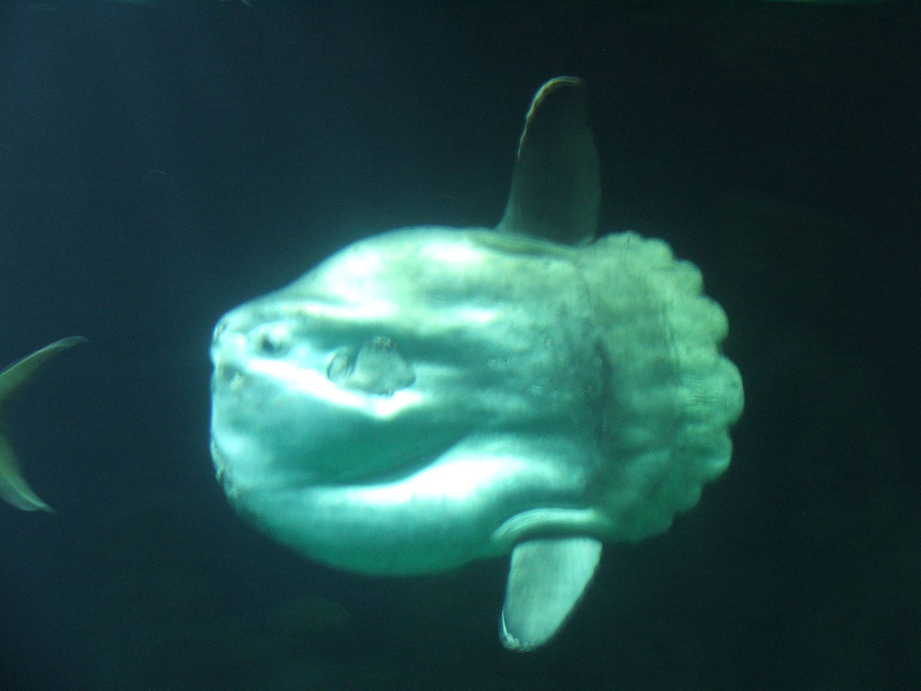 Oceanografìc, pesce luna