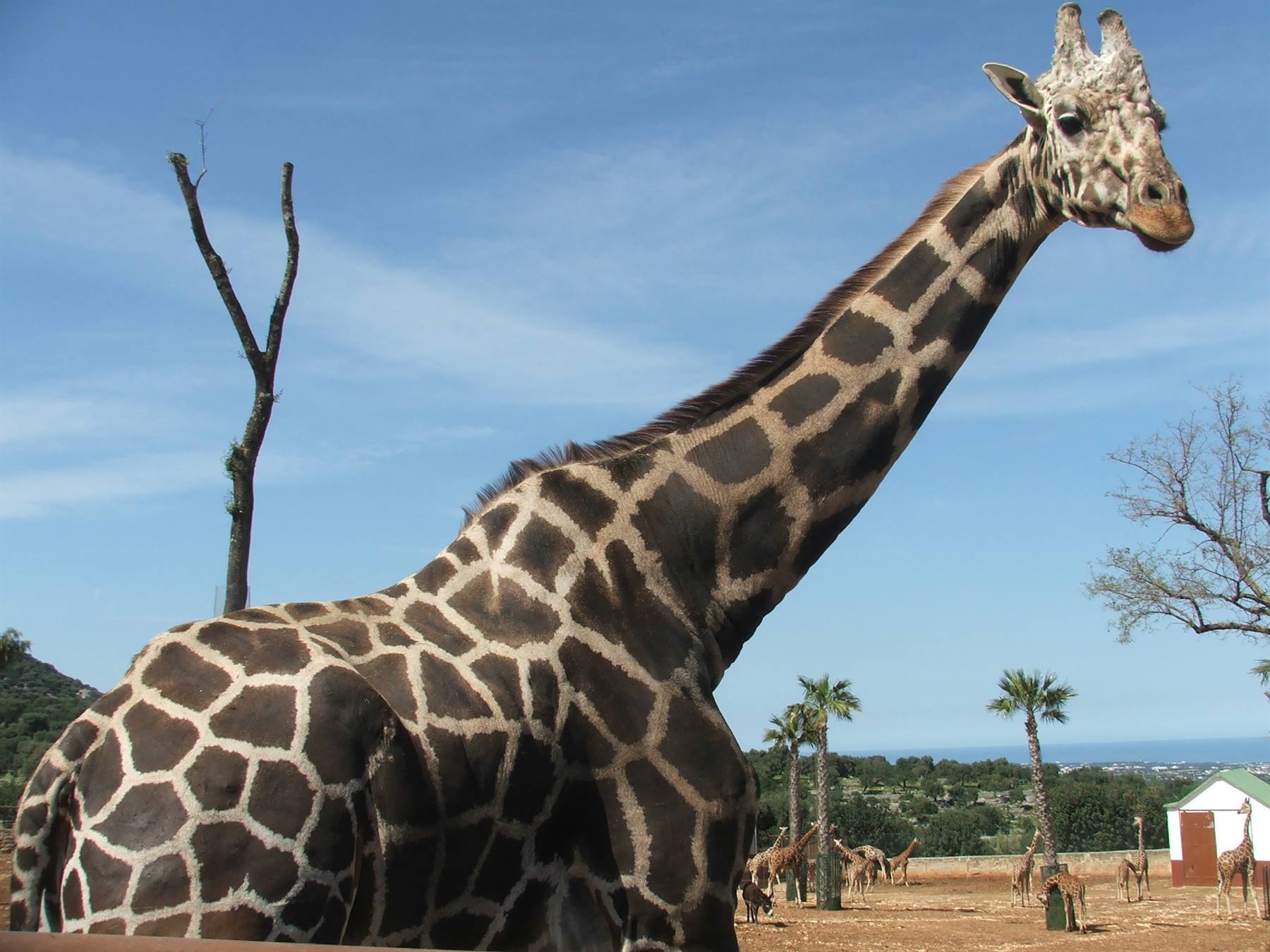 Fasano, Zoo Safari