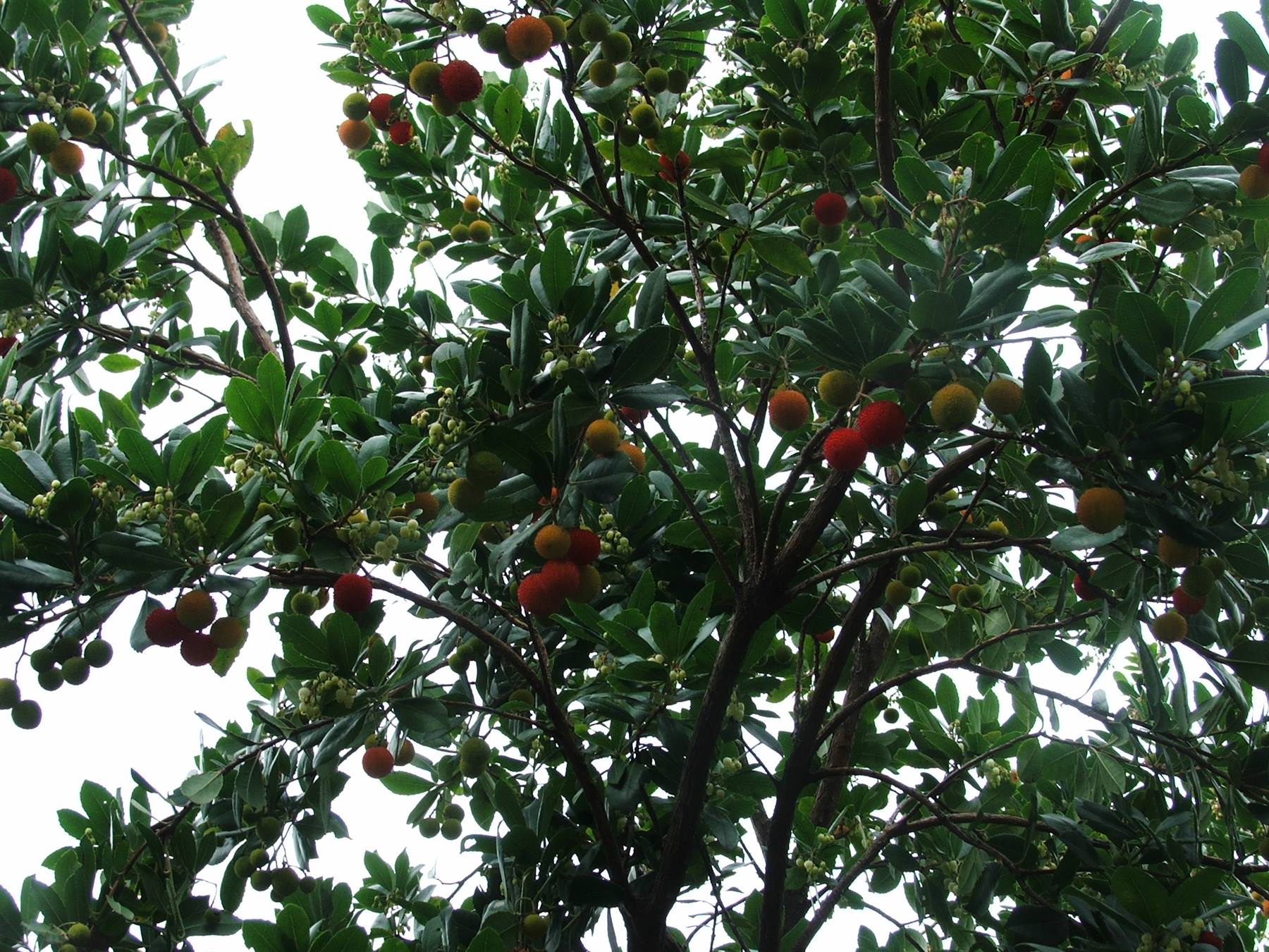 Ciliegie d'inverno:i corbezzoli !